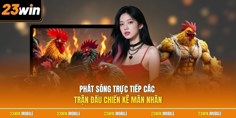 Phát sóng trực tiếp các trận đấu chiến kê mãn nhãn